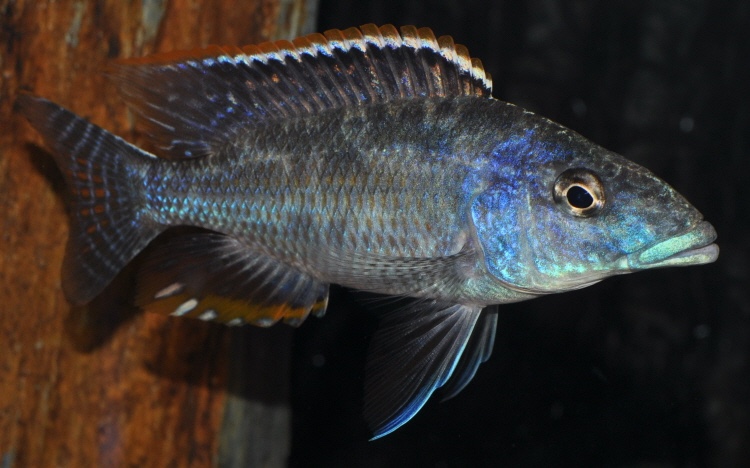 Nimbochromis linni
